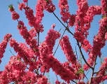 Red Baron Peach Tree Live Plant – 2-3 Ft Tall, Sweet Peaches, 3 Gallon Pot - Image 1