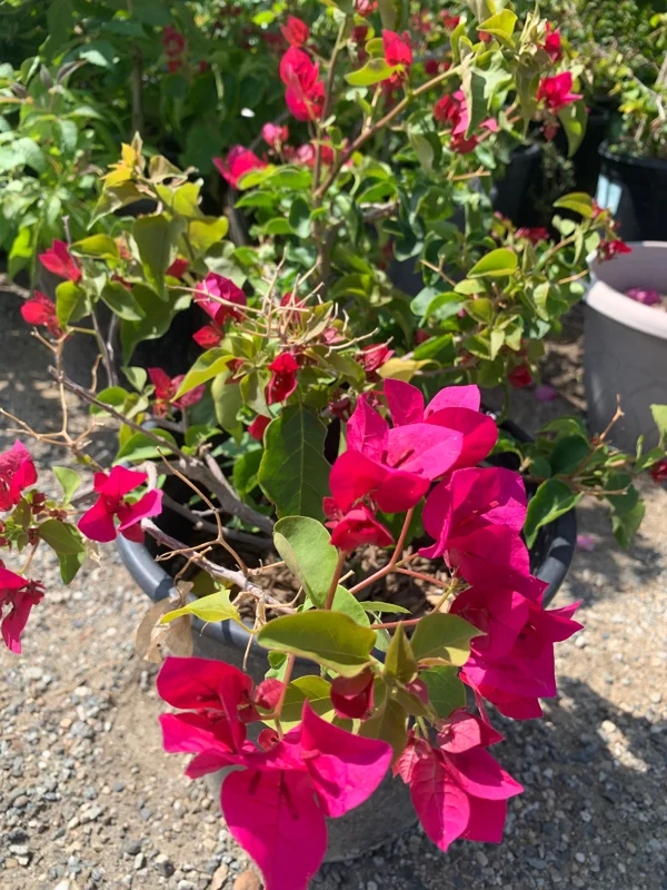 Red Bougainvillea Live Plant – 2-3 Ft Tall, 3 Gallon Pot, Outdoor Shrub - Image 2