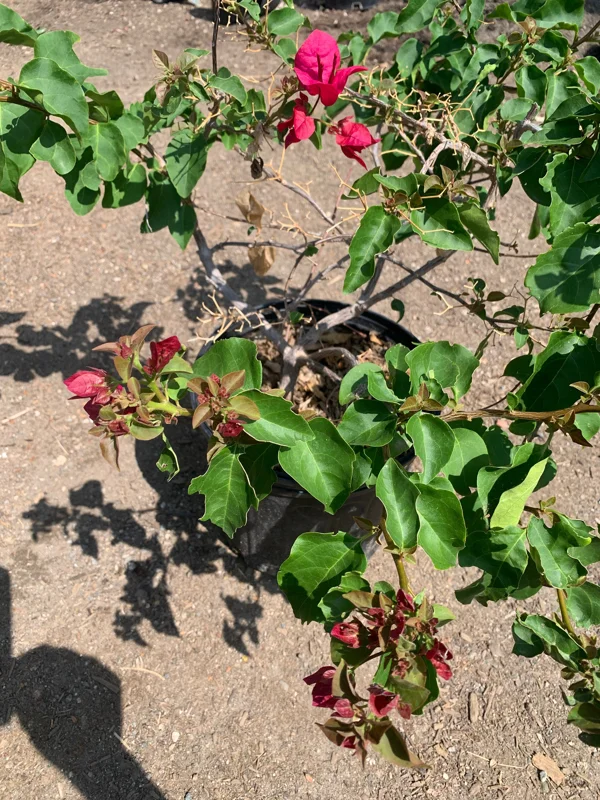Red Bougainvillea Live Plant – 2-3 Ft Tall, 3 Gallon Pot, Outdoor Shrub Red Bougainvillea Live Plant – 2-3 Ft Tall, 3 Gallon Pot, Outdoor Shrub - Image 3