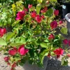 Red Bougainvillea Live Plant – 2-3 Ft Tall, 3 Gallon Pot, Outdoor Shrub - Image 1