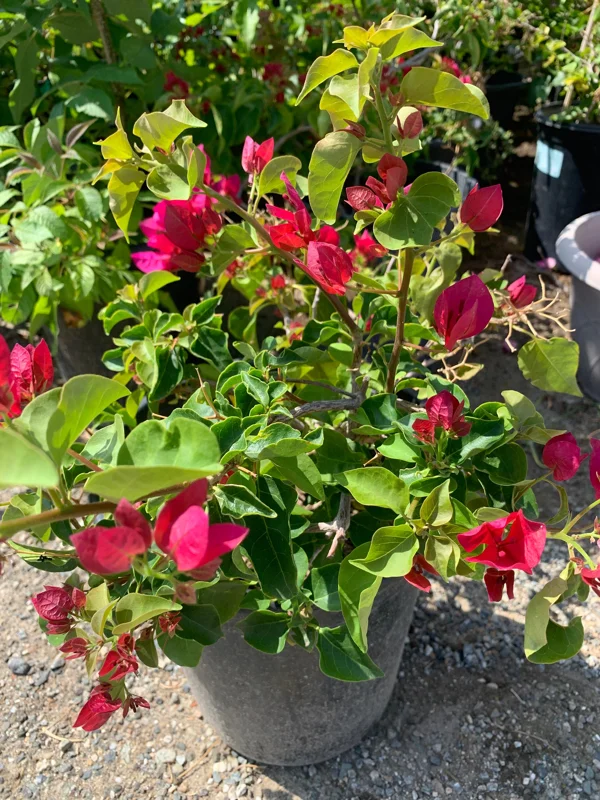 Red Bougainvillea Live Plant – 2-3 Ft Tall, 3 Gallon Pot, Outdoor Shrub - Image 1