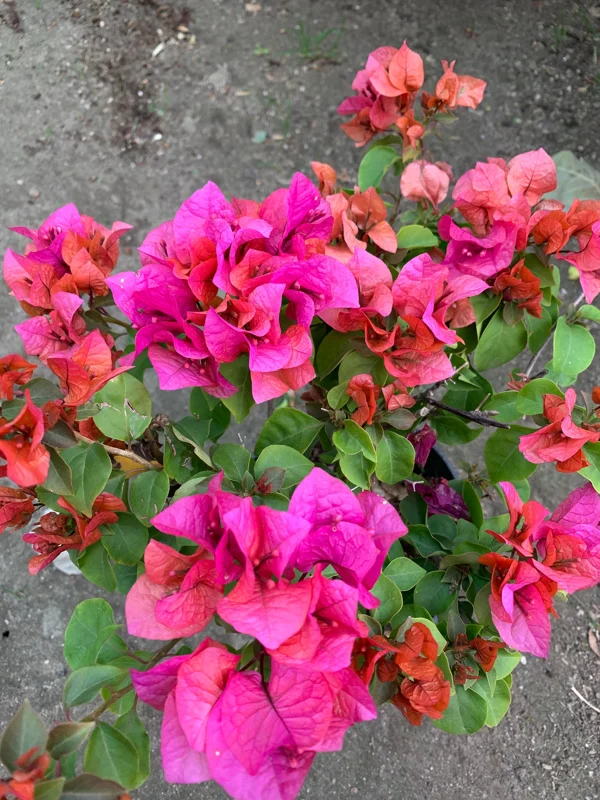 Red Bougainvillea 'Temple Fire' Live Plant - 1 Foot Tall in 6" Pot - Image 2