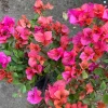 Red Bougainvillea 'Temple Fire' Live Plant - 1 Foot Tall in 6" Pot Red Bougainvillea 'Temple Fire' Live Plant - 1 Foot Tall in 6" Pot - Image 1