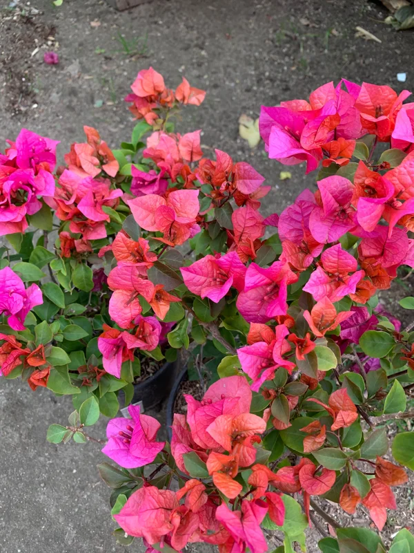 Red Bougainvillea 'Temple Fire' Live Plant - 1 Foot Tall in 6" Pot - Image 1