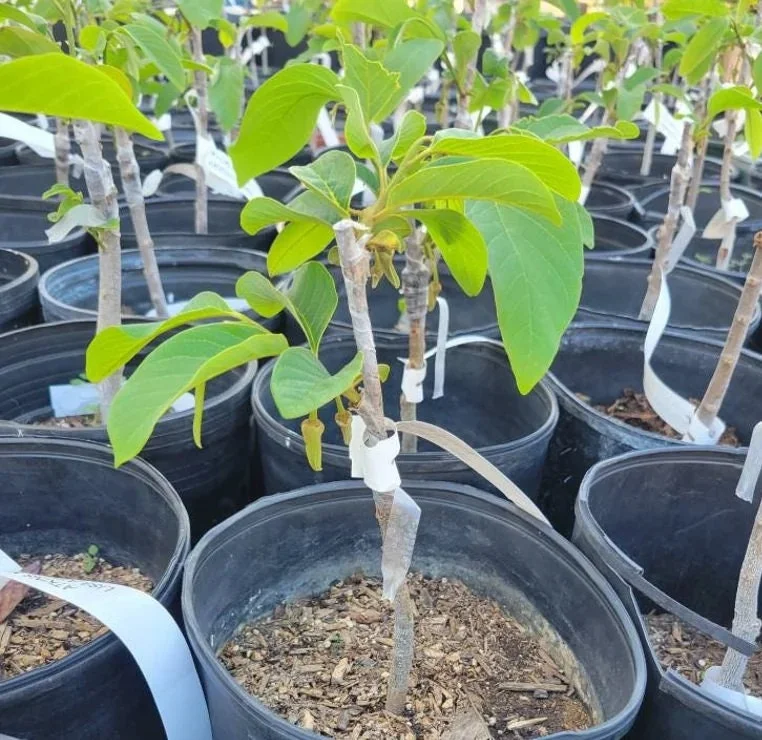 Red Geffner Atemoya Live Plant – 3 Feet Tall – 3 Gallon Pot – Fruit Tree - Image 2