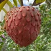 Red Geffner Atemoya Live Plant – 3 Feet Tall – 3 Gallon Pot – Fruit Tree Red Geffner Atemoya Live Plant – 3 Feet Tall – 3 Gallon Pot – Fruit Tree - Image 1