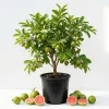 Red Guava Tree Live Plant - 10 inch Tropical Fruit Starter in 4 inch Pot - Image 1