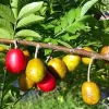 Red Hog Plum Live Plant - 1 Plant - 1 Foot Tall - 6 Inch Pot - Tropical Fruit - Image 1