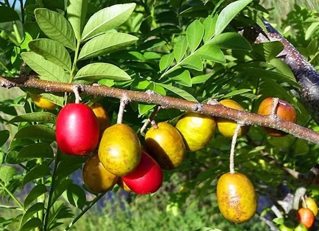 Red Hog Plum Live Plant - 1 Plant - 1 Foot Tall - 6 Inch Pot - Tropical Fruit - Image 1