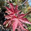Red Japanese Maple Tree - Columnar Live Plant in 6 inch Pot - Outdoor - Image 1