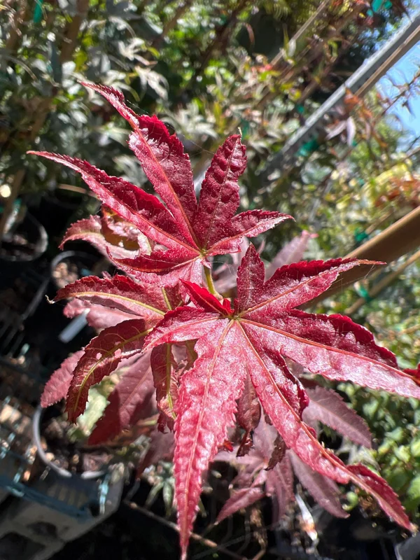 Red Japanese Maple Tree - Columnar Live Plant in 6 inch Pot - Outdoor - Image 1
