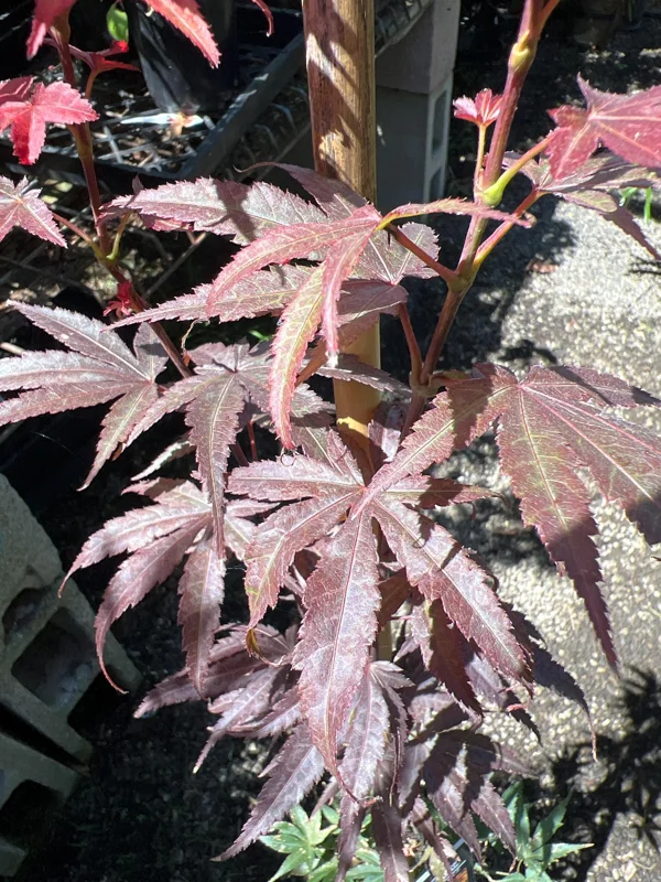 Red Japanese Maple Tree - Columnar Live Plant in 6 inch Pot - Outdoor - Image 2