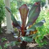 Red Leaf Banana Plant - Ensete ventricosum 'Maurelii' - Live Plant - 1 Ft Tall - 6" Pot Red Leaf Banana Plant - Ensete ventricosum 'Maurelii' - Live Plant - 1 Ft Tall - 6" Pot - Image 1