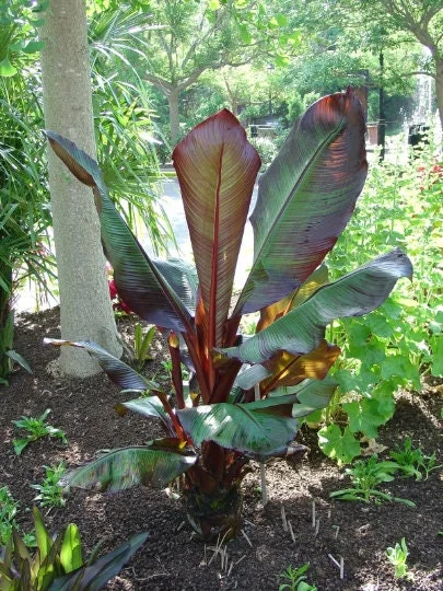 Red Leaf Banana Plant - Ensete ventricosum 'Maurelii' - Live Plant - 1 Ft Tall - 6" Pot - Image 1