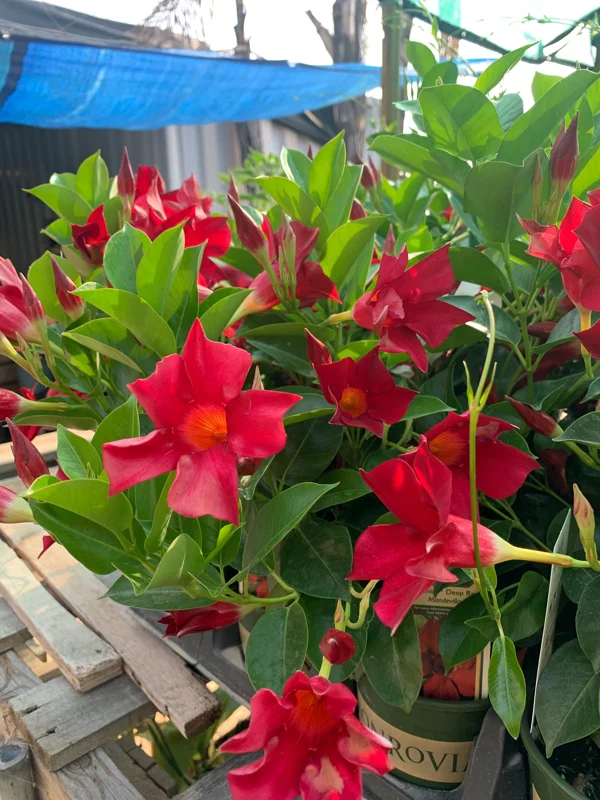 Red Mandevilla Live Plant 4" Pot - Vibrant Flowering Vine for Patio & Garden - Image 2