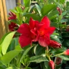 Red Mandevilla Live Plant 4" Pot - Vibrant Flowering Vine for Patio & Garden - Image 1