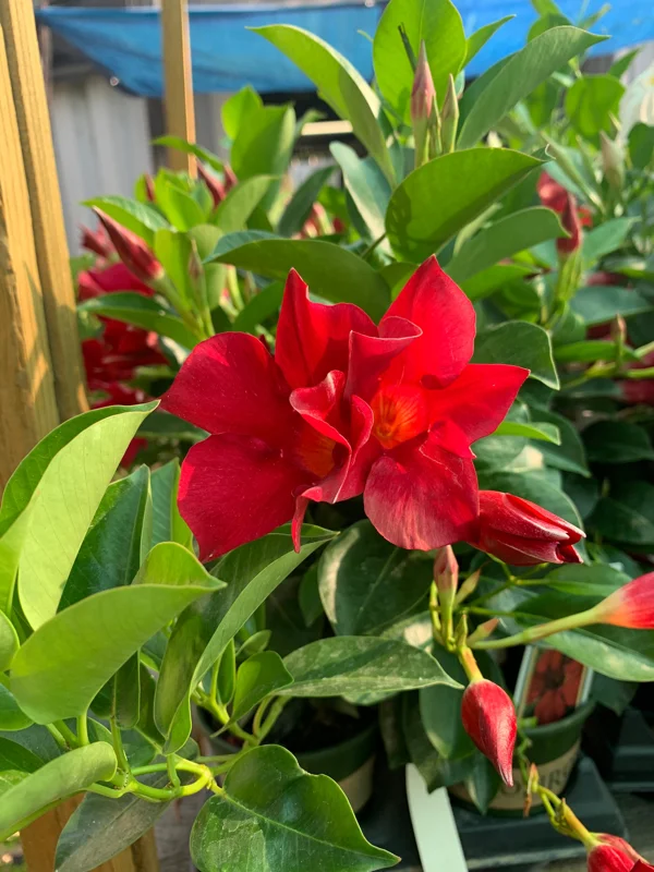 Red Mandevilla Live Plant 4" Pot - Vibrant Flowering Vine for Patio & Garden - Image 1