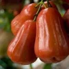 Red Rocket Wax Apple Tree - Live Plant, 2 ft Tall, 3 Gallon Pot - Image 1