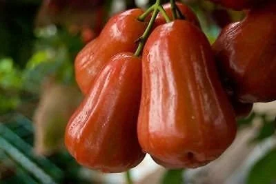 Red Rocket Wax Apple Tree - Live Plant, 2 ft Tall, 3 Gallon Pot - Image 1