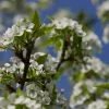 Redspire Callery Pear Tree – Live Plant – 2-3 Feet Tall – 3 Gallon Pot – Outdoor Redspire Callery Pear Tree – Live Plant – 2-3 Feet Tall – 3 Gallon Pot – Outdoor - Image 1