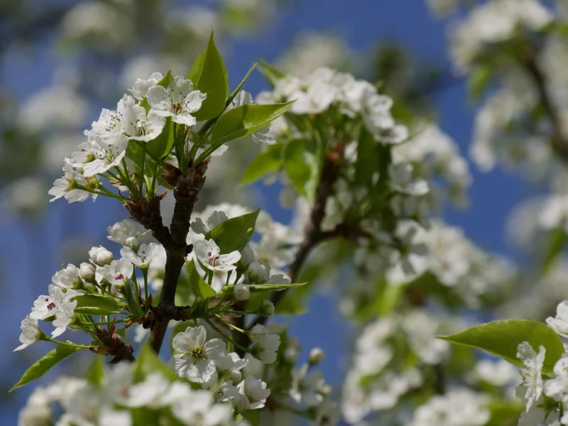 Redspire Callery Pear Tree – Live Plant – 2-3 Feet Tall – 3 Gallon Pot – Outdoor - Image 1
