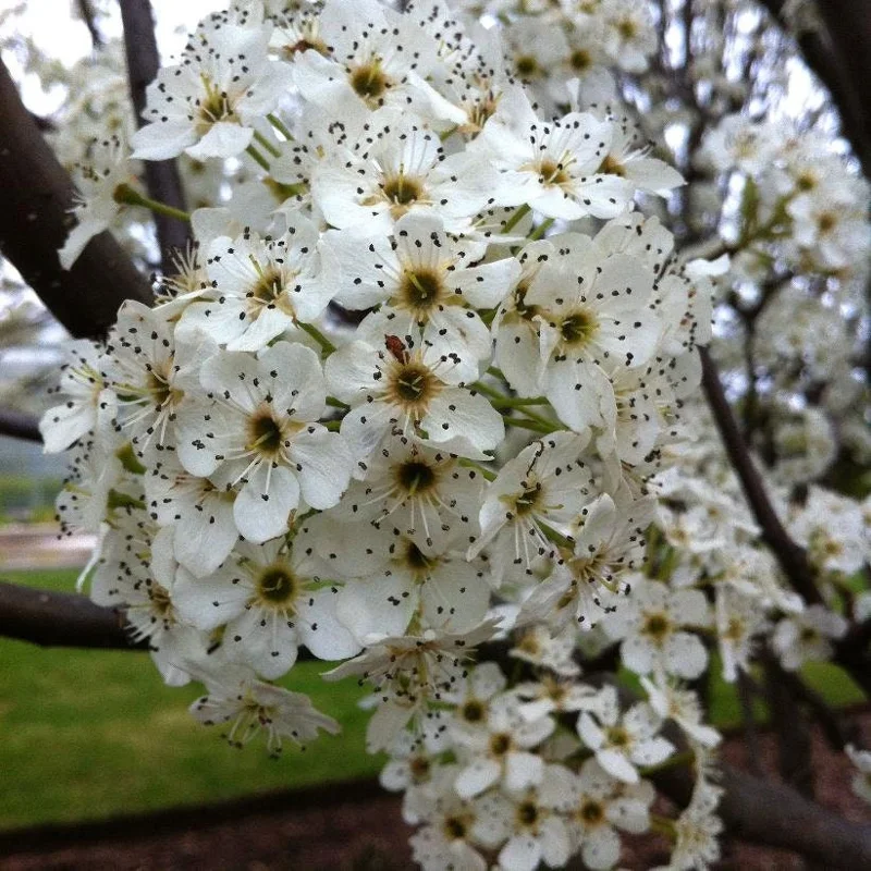 Redspire Callery Pear Tree - Pyrus calleryana 'Redspire' - 2-3 Ft Tall - Grafted Live Plant - 3 Gallon Pot - Outdoor - Image 2