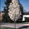 Redspire Callery Pear Tree - Pyrus calleryana 'Redspire' - 2-3 Ft Tall - Grafted Live Plant - 3 Gallon Pot - Outdoor - Image 1