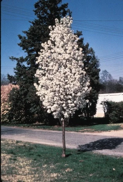 Redspire Callery Pear Tree - Pyrus calleryana 'Redspire' - 2-3 Ft Tall - Grafted Live Plant - 3 Gallon Pot - Outdoor - Image 1