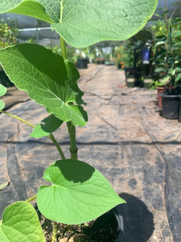 Rootbeer Yerba Santa Live Plant – 1 ft Tall in 6 inch Pot – Outdoor Shrub Rootbeer Yerba Santa Live Plant – 1 ft Tall in 6 inch Pot – Outdoor Shrub - Image 3