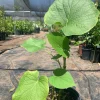 Rootbeer Yerba Santa Live Plant – 1 ft Tall in 6 inch Pot – Outdoor Shrub Rootbeer Yerba Santa Live Plant – 1 ft Tall in 6 inch Pot – Outdoor Shrub - Image 1