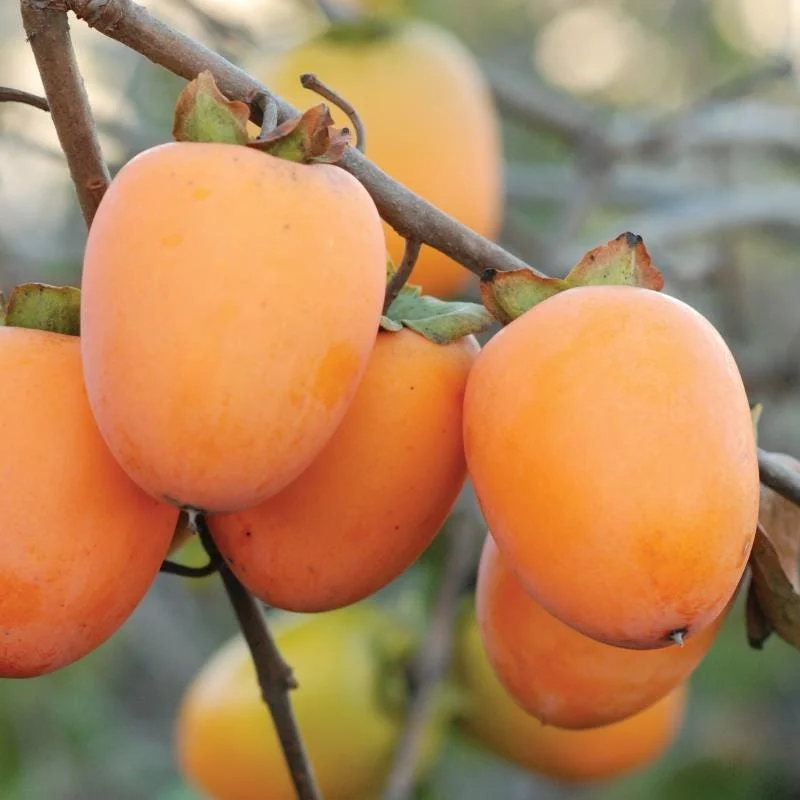 Saijo Persimmon Live Plant - 3ft Tall - Sweet, Non-Astringent Fruit Tree - Image 1
