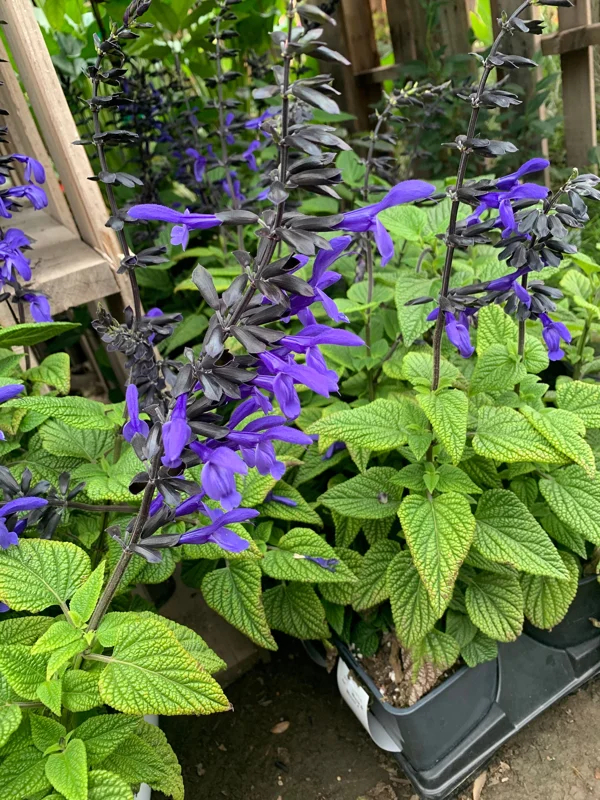 Salvia 'Black & Bloom' Live Plant – 6 inch Pot – Outdoor Perennial - Image 2