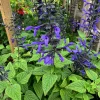 Salvia 'Black & Bloom' Live Plant – 6 inch Pot – Outdoor Perennial - Image 1