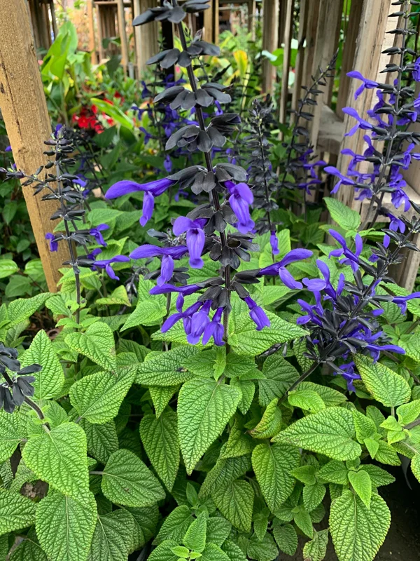 Salvia 'Black & Bloom' Live Plant – 6 inch Pot – Outdoor Perennial - Image 1