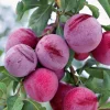 Santa Rosa Plum Tree – Live Plant – 2 Feet Tall – Ships in 3 Gallon Pot Santa Rosa Plum Tree – Live Plant – 2 Feet Tall – Ships in 3 Gallon Pot - Image 1