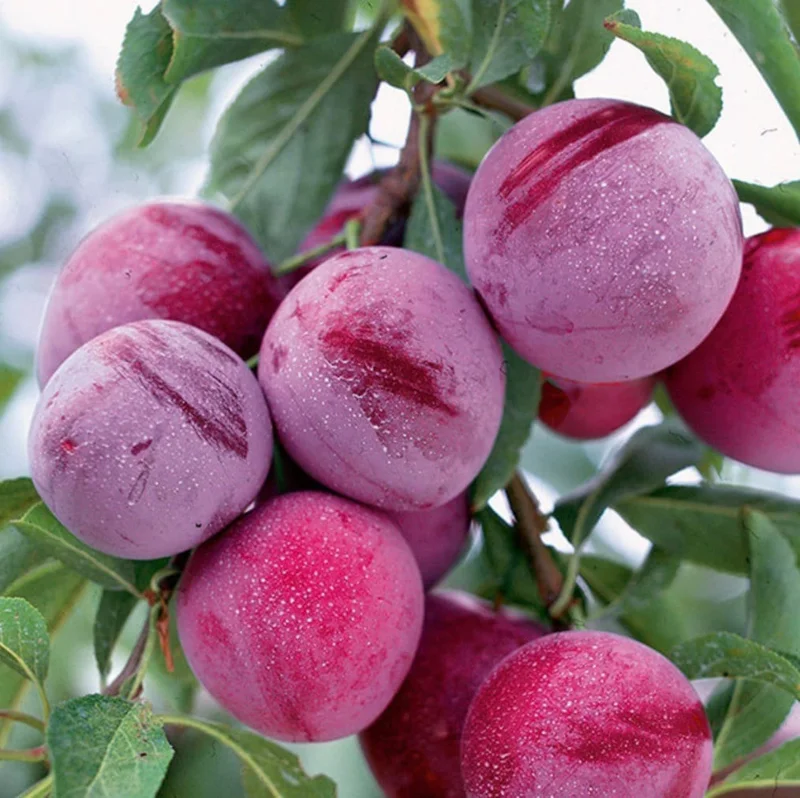 Santa Rosa Plum Tree – Live Plant – 2 Feet Tall – Ships in 3 Gallon Pot - Image 1