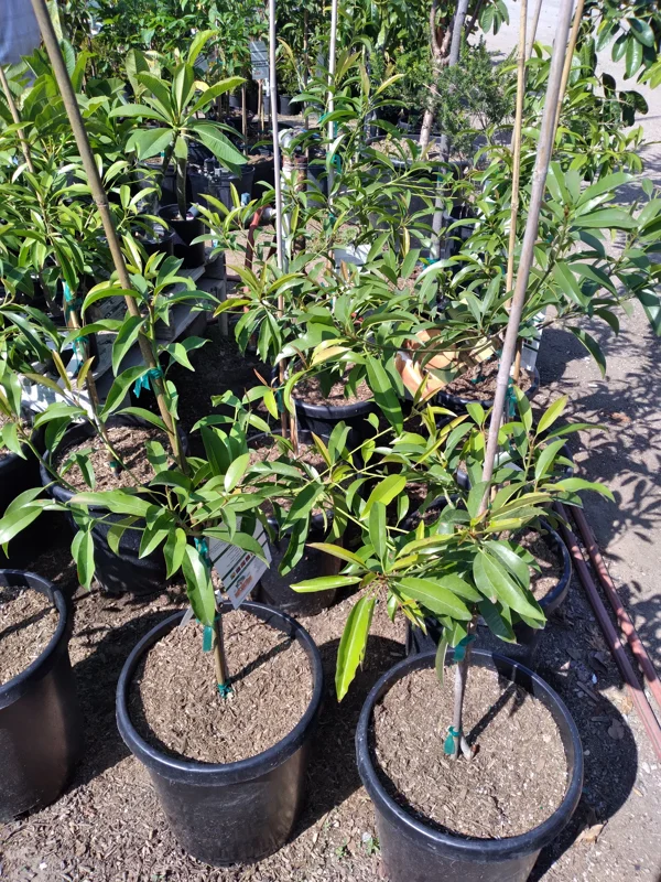 Sapodilla Live Plant - 2 to 3 Feet Tall - Ship in 3 Gallon Pot - Fruit Tree - Image 2