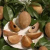 Sapodilla Live Plant – 3 Feet Tall – Tropical Fruit Tree – Ships in 3 Gallon Pot - Image 1