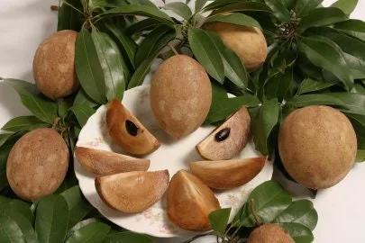 Sapodilla Live Plant – 3 Feet Tall – Tropical Fruit Tree – Ships in 3 Gallon Pot - Image 1