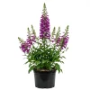 Set of 2 Purple Foxglove Live Plants, Hardy Perennial, 2-4 Inch Tall, 3 Inch Pot - Image 1