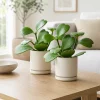 Set of 2 Sweetheart Hoya Live Plants, Heart Leaf Succulent, 4-8 Inch Tall, No Pot Required - Image 1
