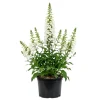 Set of 2 White Foxglove Live Plants, Hardy Perennial for Outdoor Garden, 2-4 Inch Tall, 3 Inch Pot - Image 1