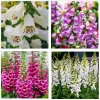 Set of 4 Foxglove Live Plants - Hardy Perennial Summer Flowers, 2-4 Inch Tall, 3 Inch Pot - Image 1