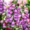 Set of 4 Purple Foxglove Live Plants - Hardy Perennial Flowers, 2-4 Inch, 3 Inch Pot - Image 1