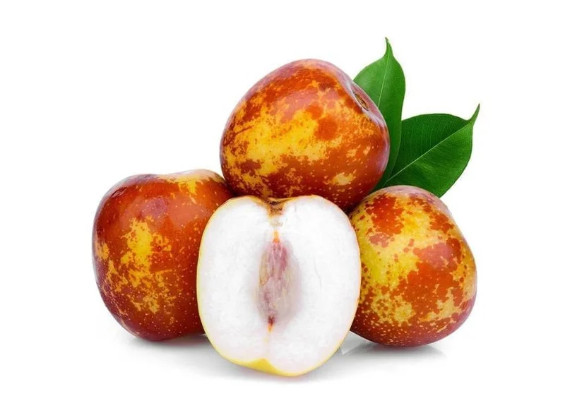 Shanxi Li Jujube Tree Live Plant – 4 Feet Tall – Bigger Trunk – 3 Gallon Pot - Image 1