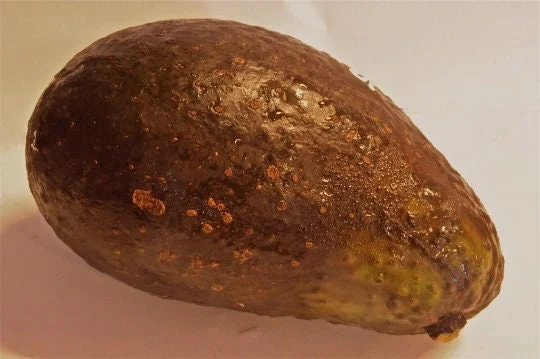 Sharwil Avocado Tree Live Plant – 1 Foot Tall Grafted – Outdoor Fruit Tree - Image 1
