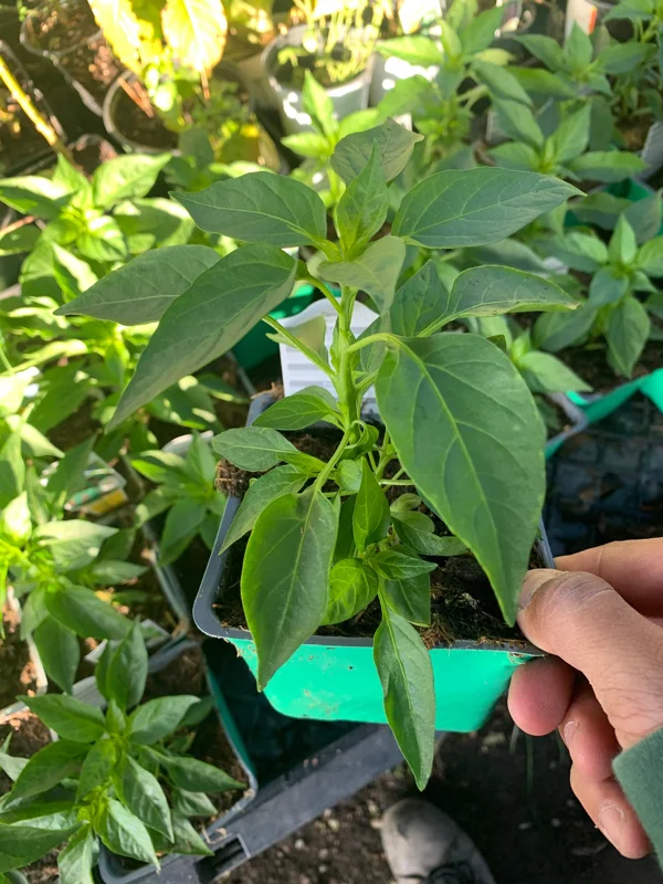 Shishito Pepper Live Plant – Sweet & Mild – 1 Plant in 3 inch Pot - Image 2