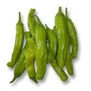 Shishito Pepper Live Plant – Sweet & Mild – 1 Plant in 3 inch Pot - Image 1