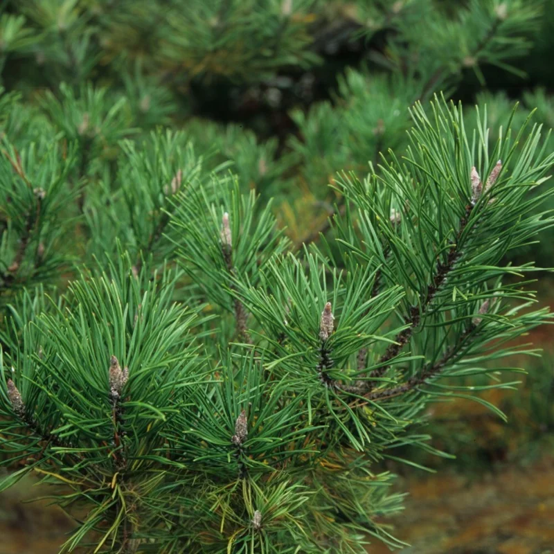 Shore Pine Live Plant, Pinus Contorta, Evergreen Tree Seedling, 4-6 Inch Tall - Image 2