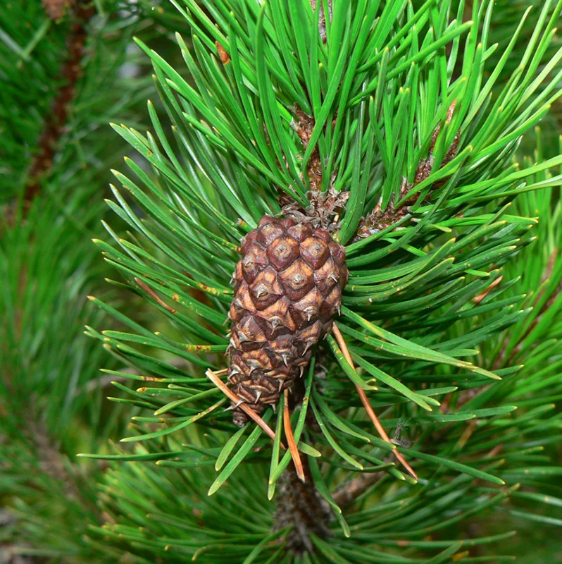 Shore Pine Live Plant, Pinus Contorta, Evergreen Tree Seedling, 4-6 Inch Tall - Image 1